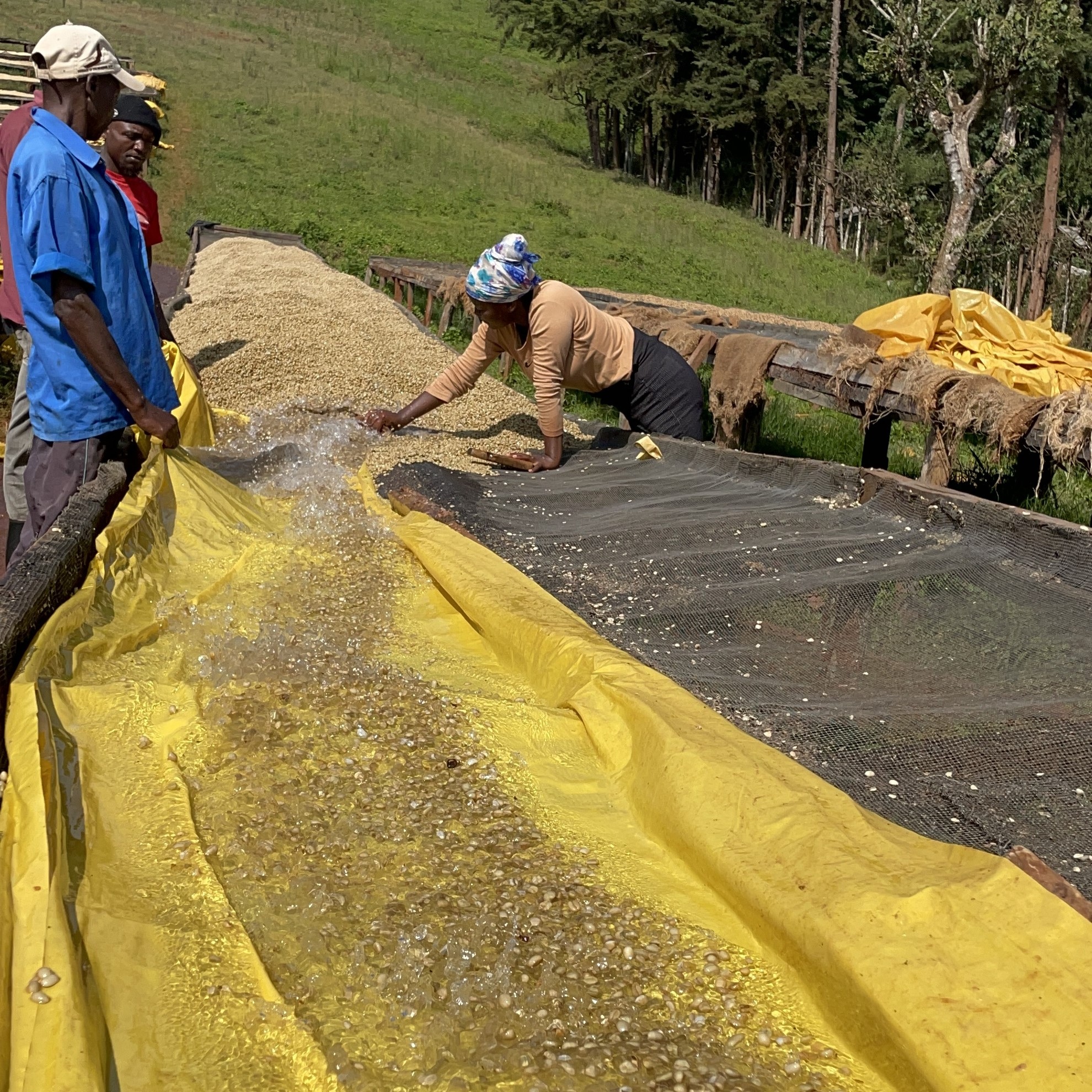 Kenya Kieni Washed(24/25年クロップ) | ORIGIN COUNTRIES for Small